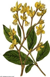 Dirca palustris