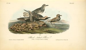 Black-bellied Plover. 1. Male. 2. Young In Autumn. 3. Nesting — John James Audubon