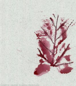 The Reputation Of Blackberry Sellers — Anima Ehtiat