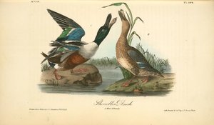 Shoveller Duck. 1. Male. 2. Female — John James Audubon