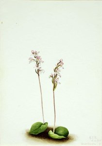 Roundleaf Orchis (orchis Rotundifolia) — Mary Morris Vaux Walcott