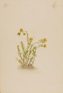 Sedum Stenopetalum — Mary Vaux Walcott