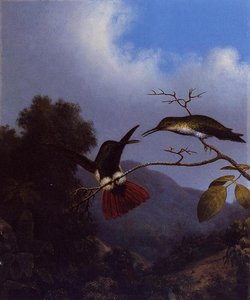 Black-throated Mango — Martin Johnson Heade