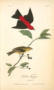 Scarlet Tanager. 1. Male. 2. Female — John James Audubon