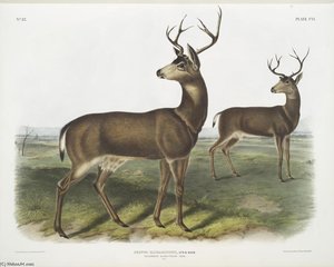 Cervus Richardsonii, Columbian Black-tailed Deer. Male — John James Audubon