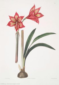 Amaryllis Correiensis — Robert Havell