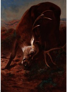 Red Stag Fraying — Archibald Thorburn