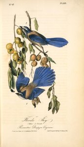 Florida Jay. 1. Male. 2. Female. (persimontree. Diospyros Virginiana.) — John James Audubon