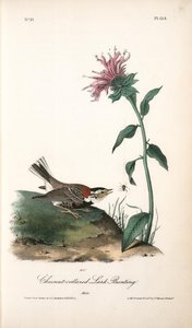 Chesnut-collared Lark Bunting. Male — John James Audubon