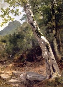 A Sycamore Tree, Plaaterkill Clove (also known as The Sycamore, Kaaterskill Clove)