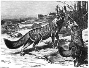 Cape Fox — Friedrich Wilhelm Kuhnert