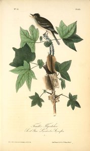 Traill's Flycatcher. Male. (sweet Gum. Liquidambar Styraciflua.) — John James Audubon