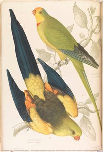 Black Tailed Parrakeet, Polytelis Melanura And Green Leek Parakeet, Polytelis Barranandi — James Whitley Sayer, Naturalism