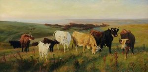 Evening Light