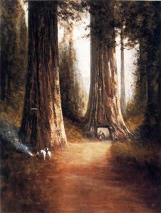 Sequoia Gigantea — Thomas Hill, Romanticism