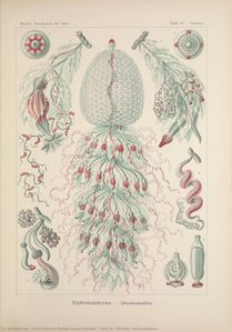 Tafel 59 - Stroblia. Siphonophorae.
