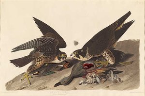 Great Footed Hawk — Robert Havell
