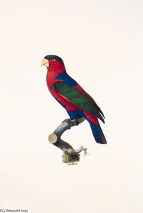 Lorius Lori