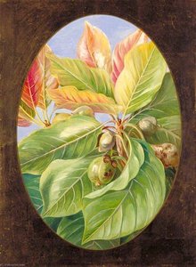 Foliage And Fruit Of The Mahwa — Marianne North, Botanical Realism