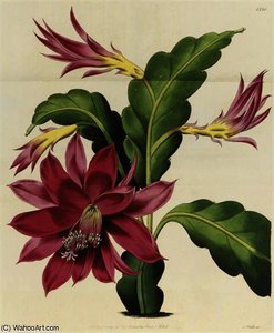 The botanical register