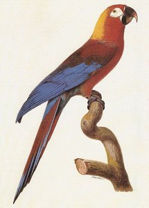 A. Tricolor — Jacques Barraband
