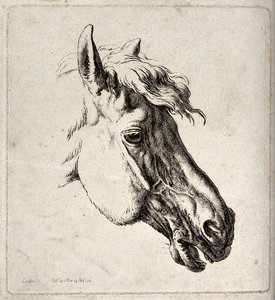 Head of a horse