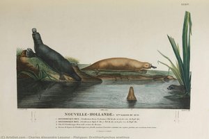 Platypus, Ornithorhynchus Anatinus — Charles Alexandre Lesueur