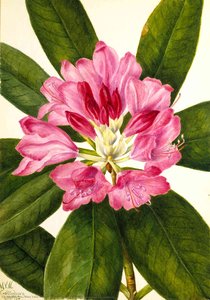 Mountain Rose Bay (Rhododendron catawbiense)