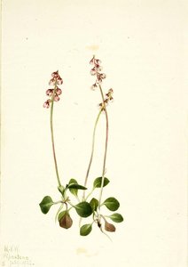Small Pyrola (pyrola Minor) — Mary Vaux Walcott