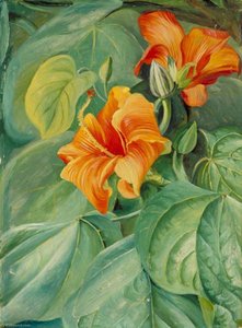 Foliage And Flowers Of The Mahoe, Jamaica — Marianne North