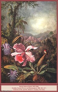 Untitled — Martin Johnson Heade