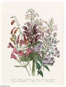 The Ladies' Flower Garden - — Jane Loudon