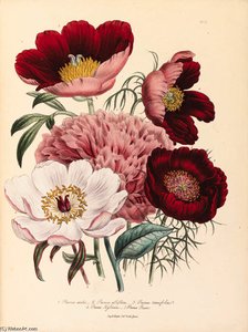 The Ladies' Flower Garden - (16) — Jane Loudon