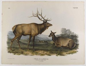 American Elk — John James Audubon