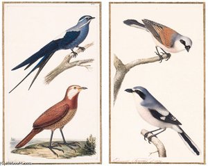 Lanius Collurio Pie-grieche Grise - Great Grey Shrike - Lanius Excubitor — Edouard Traviès, Natural History Illustration