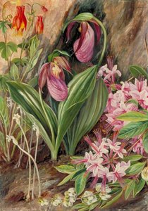 Wild Flowers From The Neighbourhood Of New York — Marianne North, Victorian Botanical Painting