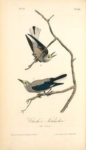 Clarke's Nutcracker. 1. Male. 2. Female. — John James Audubon