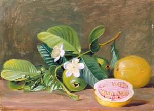 Foliage, Flowers And Fruit Of A Variety Of Guava — Marianne North