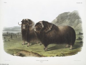 Ovibos Moschatus, Musk Ox. Males — John James Audubon