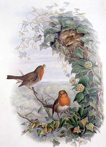 Robin