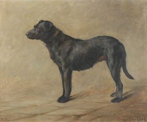 'betty', A Black Labrador — Evelyn Blacklock