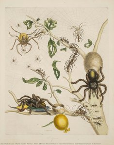 Plate 18 From Dissertation In Insect Generations And Metamorphosis In Surinam — Maria Sybilla Merian, Baroque