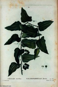 Smilax excelsa