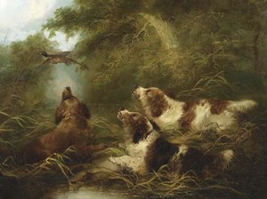 Spaniels Flushing Out A Pheasant — George Armfield (smith)
