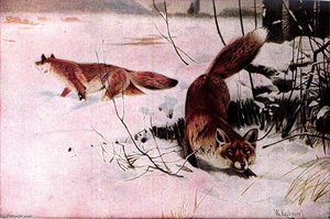 Drawing Of Two Red Foxes In A Snowy Field — Friedrich Wilhelm Kuhnert