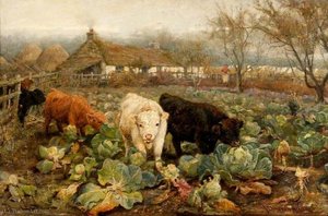 Calves in the Cabbage Patch