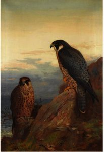 An Adult And Immature Peregrine — Archibald Thorburn