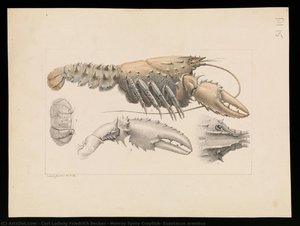 Murray Spiny Crayfish, Euastacus Armatus — Carl Ludwig Friedrich Becker