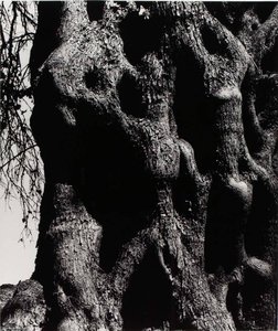 Olive Tree, Corfu 19 — Aaron Siskind