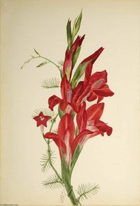Cannas And Cypress Vine (canna Species And Ipomoea Quamoclit) — Mary Vaux Walcott